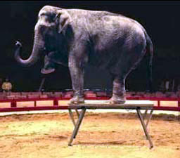 Soportan hasta 750 kgs/m2